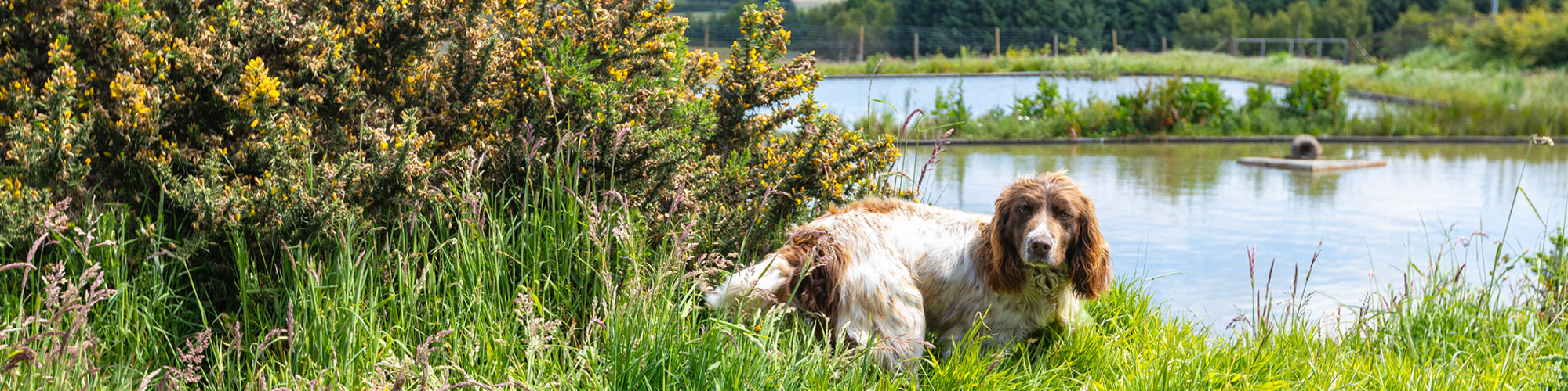 Photo of a dog next to hills and lake in Ireland