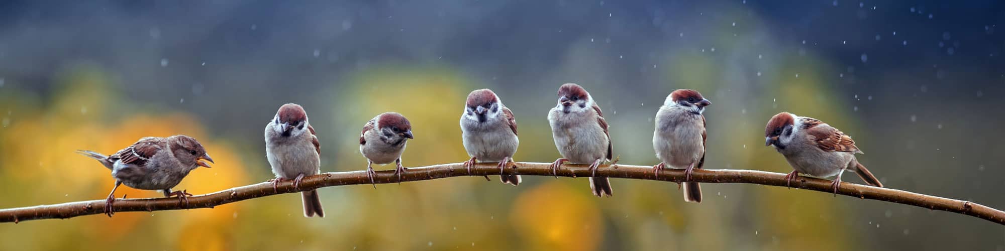 Row of birds on a branch