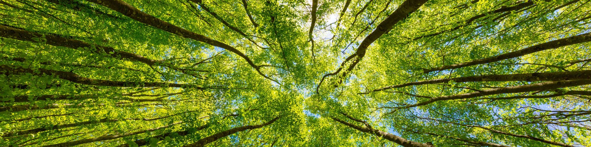 Looking up in forest