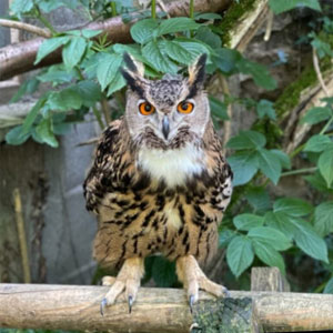 Owl sitting on branch